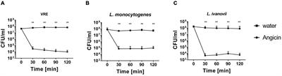 The bacteriocin Angicin interferes with bacterial membrane integrity through interaction with the mannose phosphotransferase system